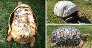 Une tortue a reçu une carapace imprimée en 3D, c’est une première